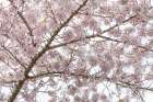 USA, Washington State, Seabeck. Cherry tree in bloom. Art Print
